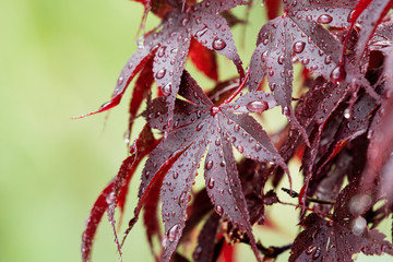 Japanese maple leaves after a spring rain