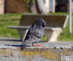 pigeon hiding by stretching its neck