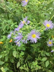 Flowers in the Garden 