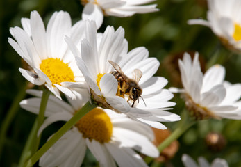 Obraz premium bee pollen on daisy flower