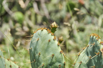 New Buds on Prickly Pear Cactusin the springtime in Texas