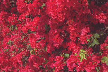 A wall background of pink bougainvillea plants