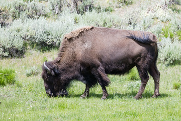American Bison in Yellowstone National Park