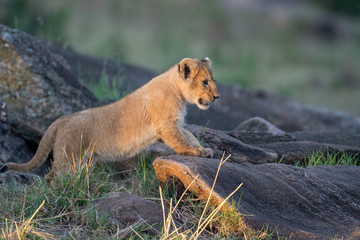 Lion cub on a rock