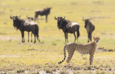 Cheetah in Masai Mara Game Reserve, Kenya