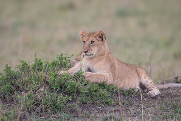 Fototapeta na wymiar Lion cub in Masai Mara