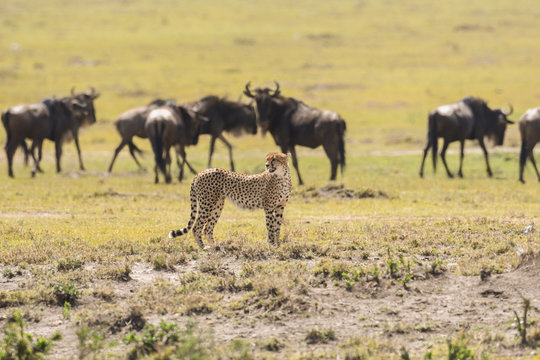 Cheetah in Masai Mara Game Reserve, Kenya
