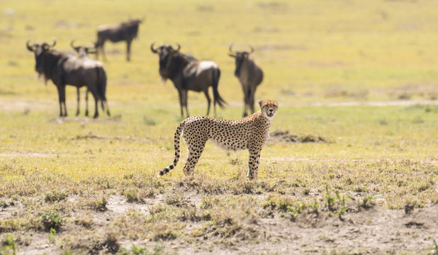 Cheetah in Masai Mara Game Reserve, Kenya