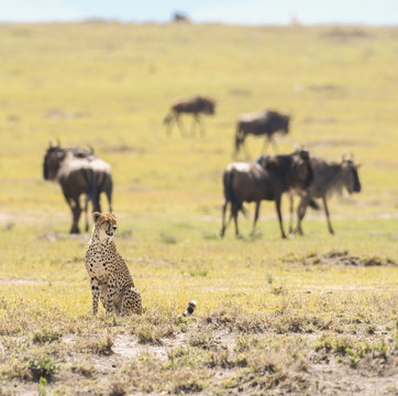 Cheetah in Masai Mara Game Reserve, Kenya