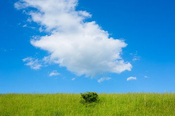 Landscape with green grass and sky