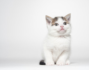 Cute white tabby kitten on white