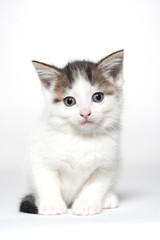 Cute white tabby kitten on white