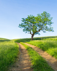 Idyllic Rural Scene with a Dirt Path and Tree