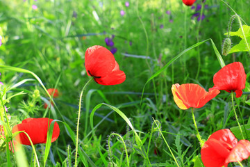 poppies blooming in the wild meadow