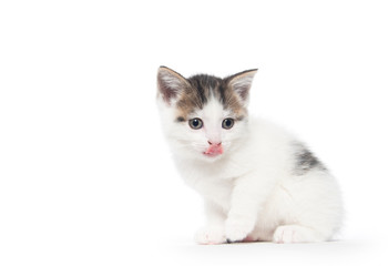 Cute white tabby kitten on white