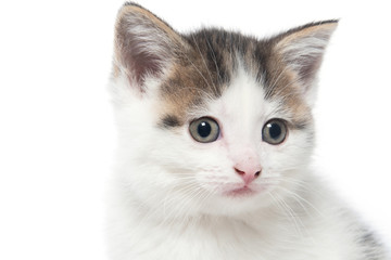 Obraz premium Cute white tabby kitten on white