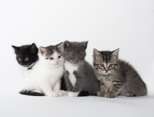 Plakat Four cute kittens on white