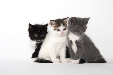 Fototapeta na wymiar Three cute kittens on white