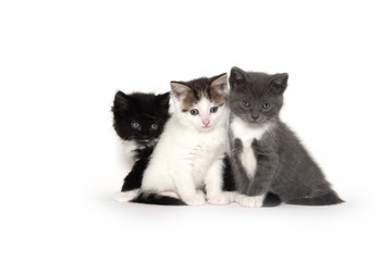 Three cute kittens on white