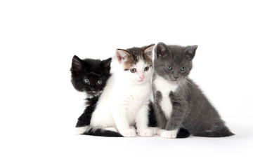 Three cute kittens on white