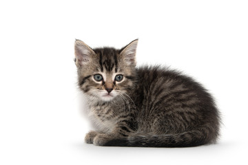 Cute tabby kitten on white