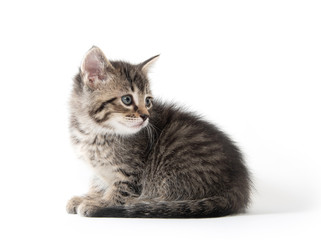 Obraz premium Cute tabby kitten on white