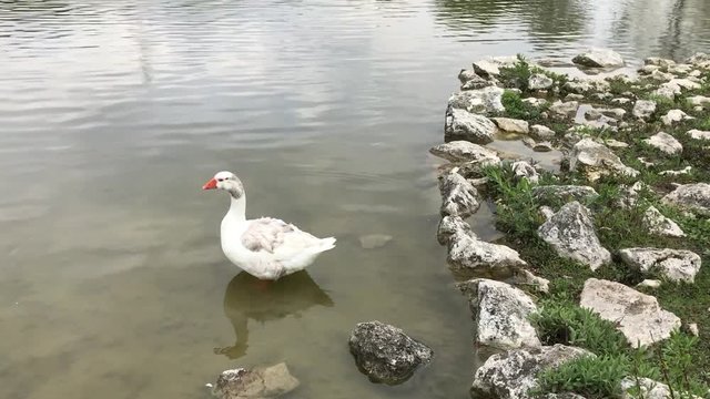 Red nose duck swimming at lake