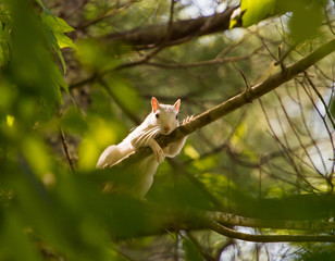 Brevard White Squirrel on Tree Limb
