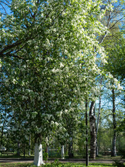 Beautiful white cherry flowers on a blue sky background.