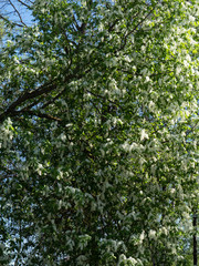 Fototapeta na wymiar Beautiful white cherry flowers on a blue sky background.
