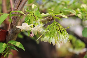 The beauty of white flowers, green background, Mok trees