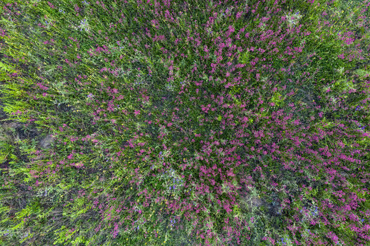 Wild Field, View From Above