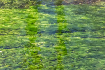 Detailed view of texture of green seaweed under river water