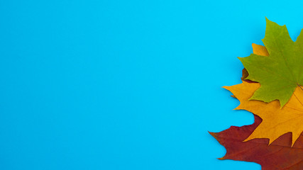 Yellow maple leaves in autumn