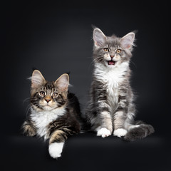 Fototapeta na wymiar Two Maine Coon kittens sitting / laying down beside each other in a perfect row. Looking at camera with brown eyes. Isolated on a black background. One with open mouth talking.