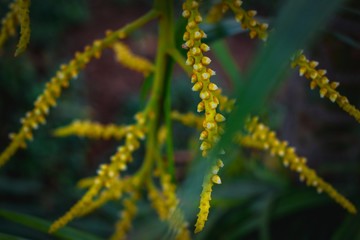Ice-apple fruut branch