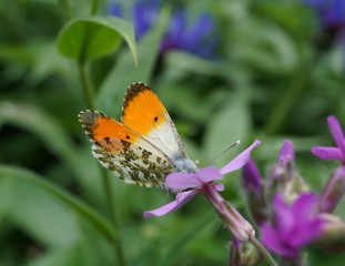 Aurora butterfly on flower