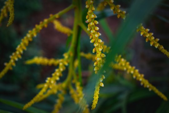 Ice-apple fruut branch