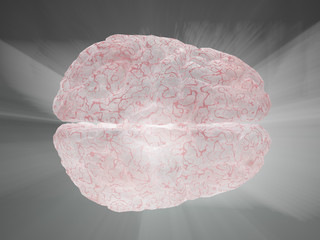 Brain