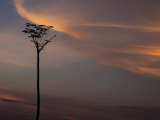 the tree silhouette with sky orange