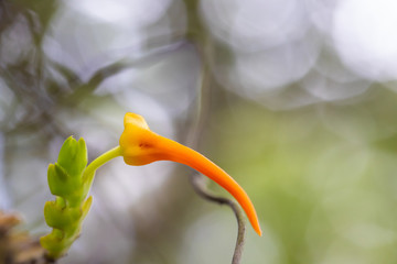 Thrixspermum centipeda, Beautiful rare wild orchids in tropical forest of Thailand.