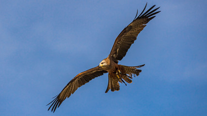 Beautiful black kite in flight in front of blue sky