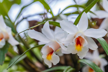 Dendrobium fuerstenbergianum Schltr., Beautiful rare wild orchids in tropical forest of Thailand.