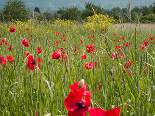 green meadow with blooming red poppies and rape in background