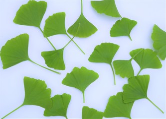 ginko biloba leaves