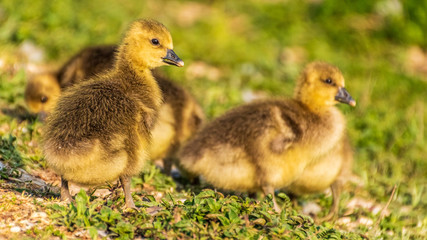 Cute ducklings in the grass