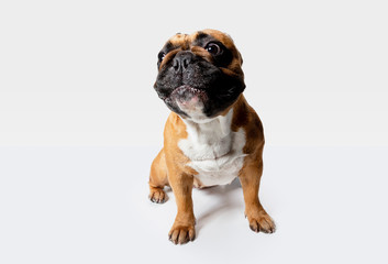 Obraz premium Young French Bulldog is posing. Cute white-braun doggy or pet is playing and looking happy isolated on white background. Studio photoshot. Concept of motion, movement, action. Negative space.