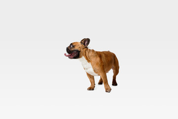 Obraz premium Young French Bulldog is posing. Cute white-braun doggy or pet is playing and looking happy isolated on white background. Studio photoshot. Concept of motion, movement, action. Negative space.