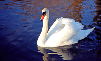 white swan