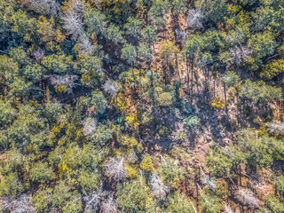 Aerial view of drone, with typical Portuguese forest, crown of trees, pines and oaks